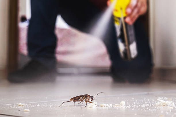 Best Local Pest Control Services  in Bellevue, IA