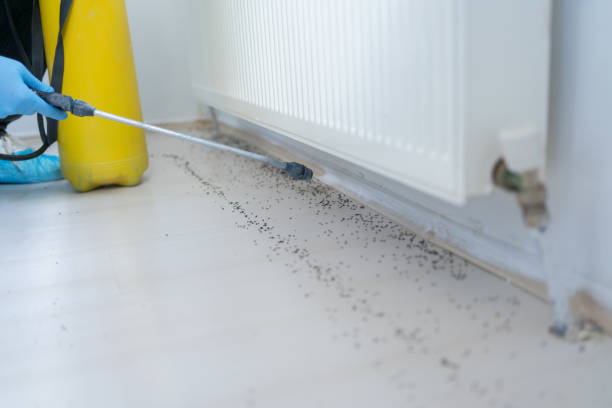 Best Ant Control Services  in Bellevue, IA