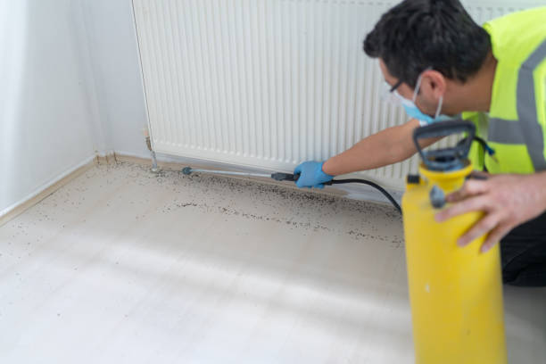 Best Wasp Removal Services  in Bellevue, IA