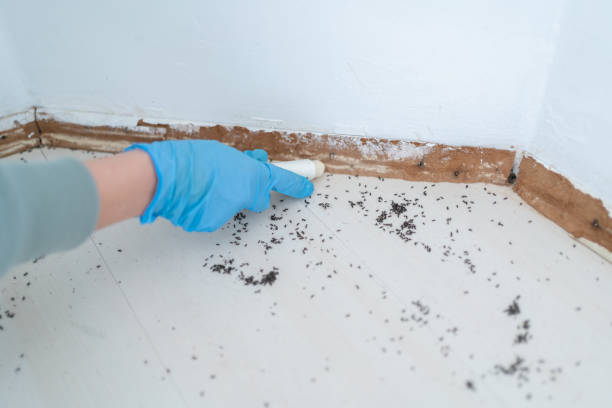 Best Emergency Pest Control  in Bellevue, IA